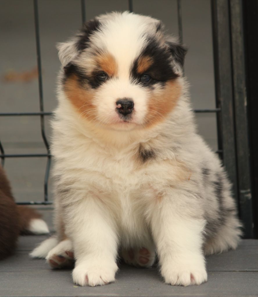 Des plaines du Montois - Chiots disponibles - Berger Australien