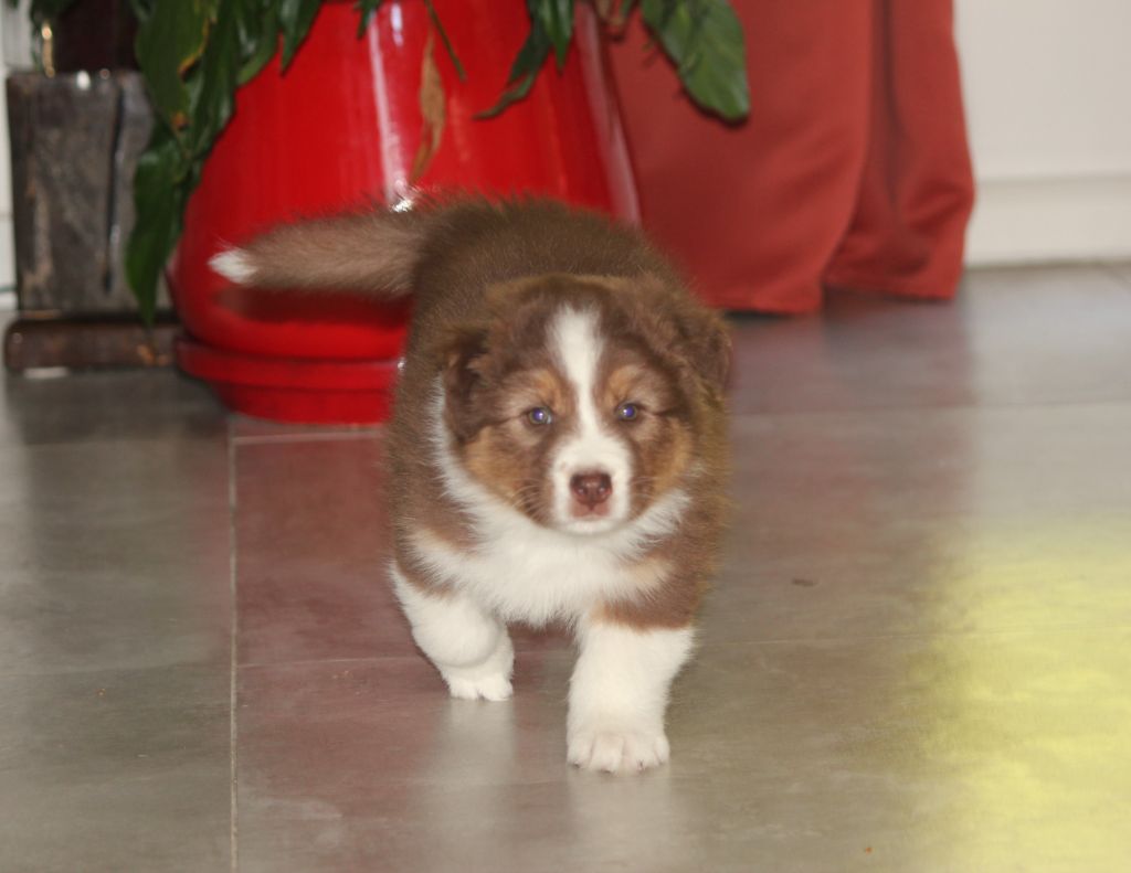 Des plaines du Montois - Chiots disponibles - Berger Australien