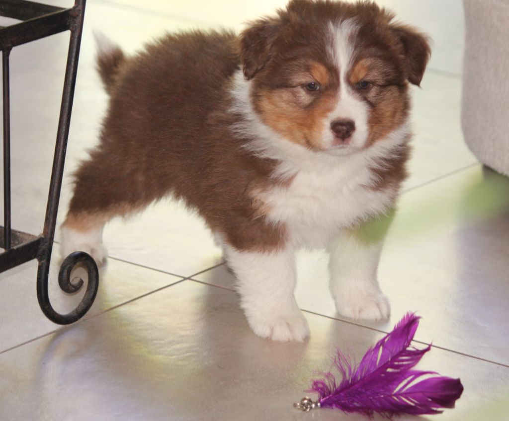 Des plaines du Montois - Chiots disponibles - Berger Australien
