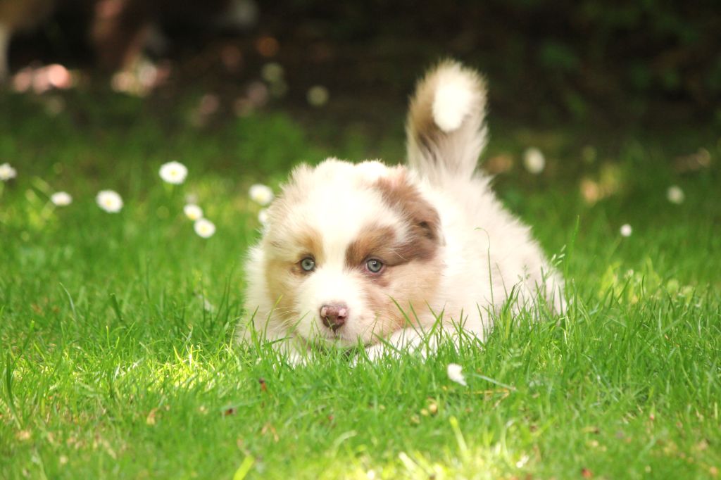 Des plaines du Montois - Chiots disponibles - Berger Australien