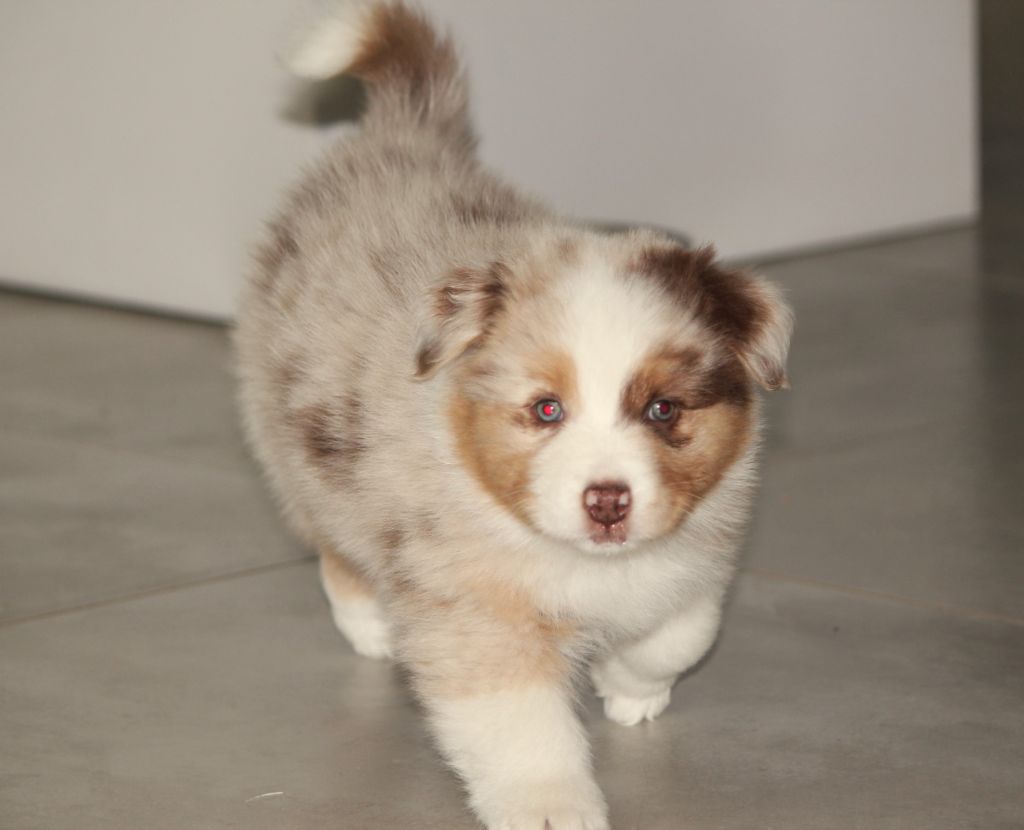 Des plaines du Montois - Chiots disponibles - Berger Australien