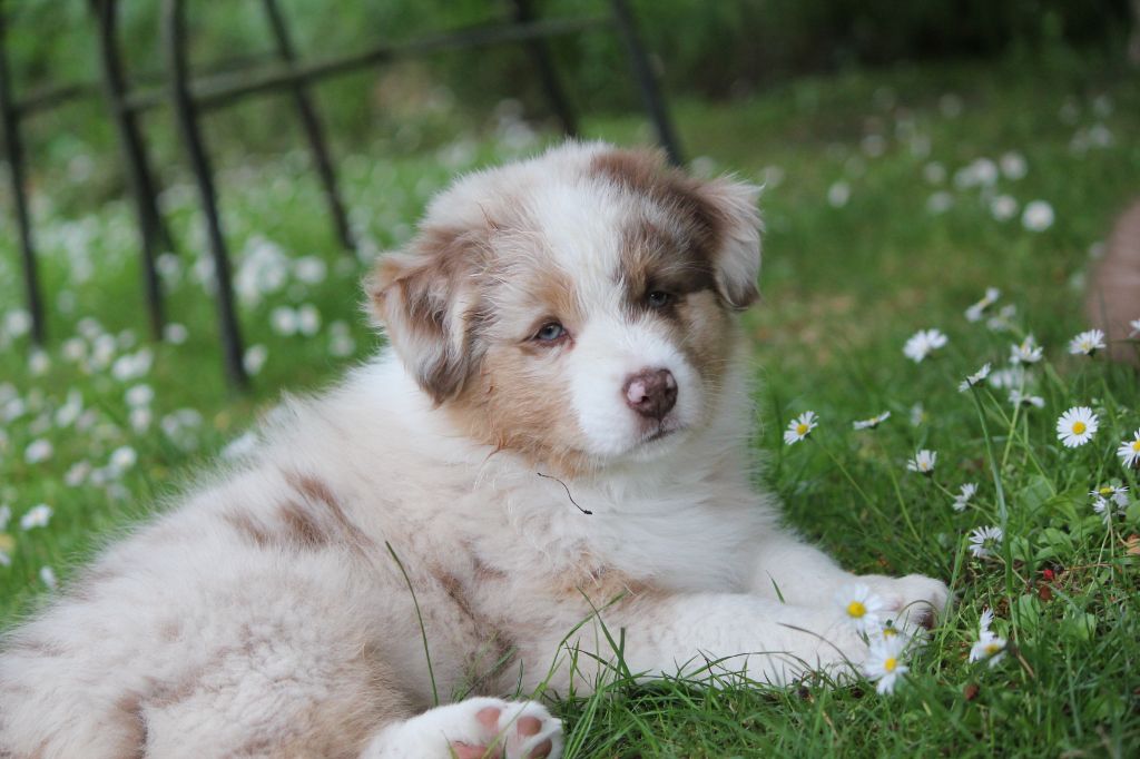 Des plaines du Montois - Chiots disponibles - Berger Australien