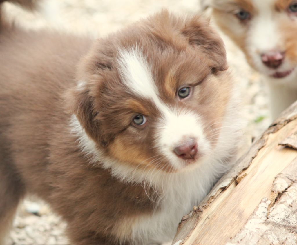 Des plaines du Montois - Chiots disponibles - Berger Australien