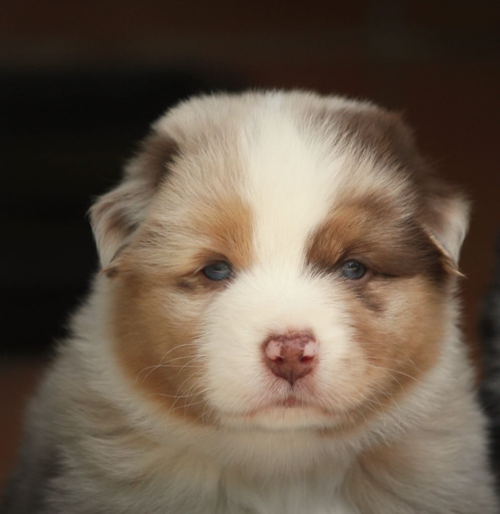 Des plaines du Montois - Chiots disponibles - Berger Australien