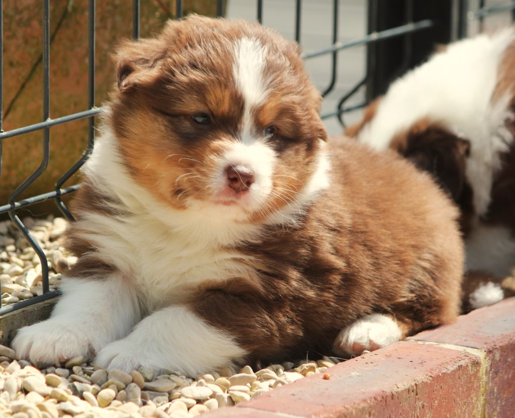 Des plaines du Montois - Chiots disponibles - Berger Australien