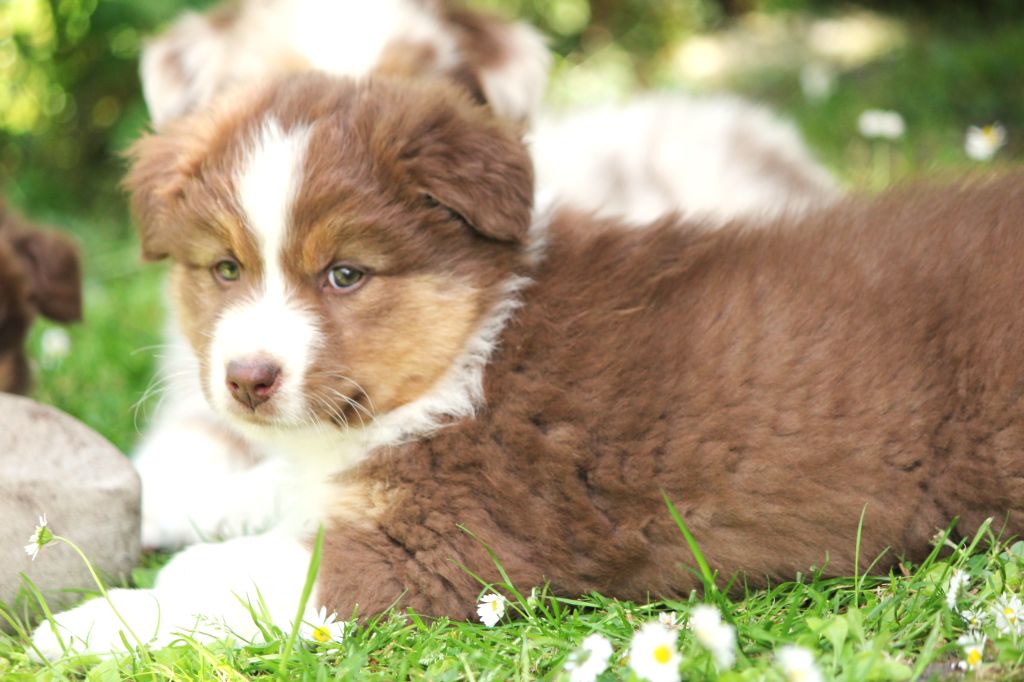 Des plaines du Montois - Chiots disponibles - Berger Australien