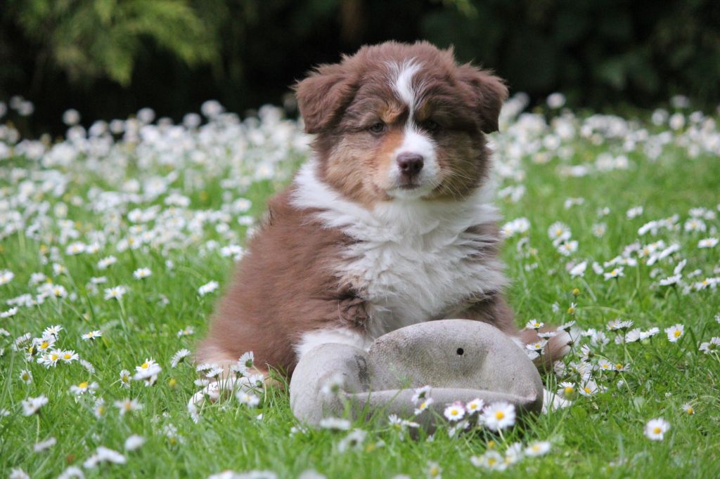Des plaines du Montois - Chiots disponibles - Berger Australien