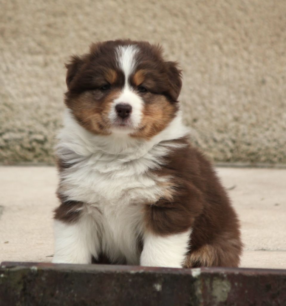 Des plaines du Montois - Chiots disponibles - Berger Australien