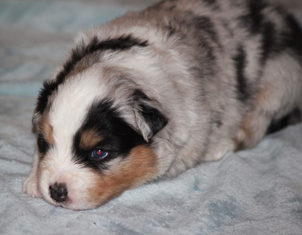 Des plaines du Montois - Chiots disponibles - Berger Australien