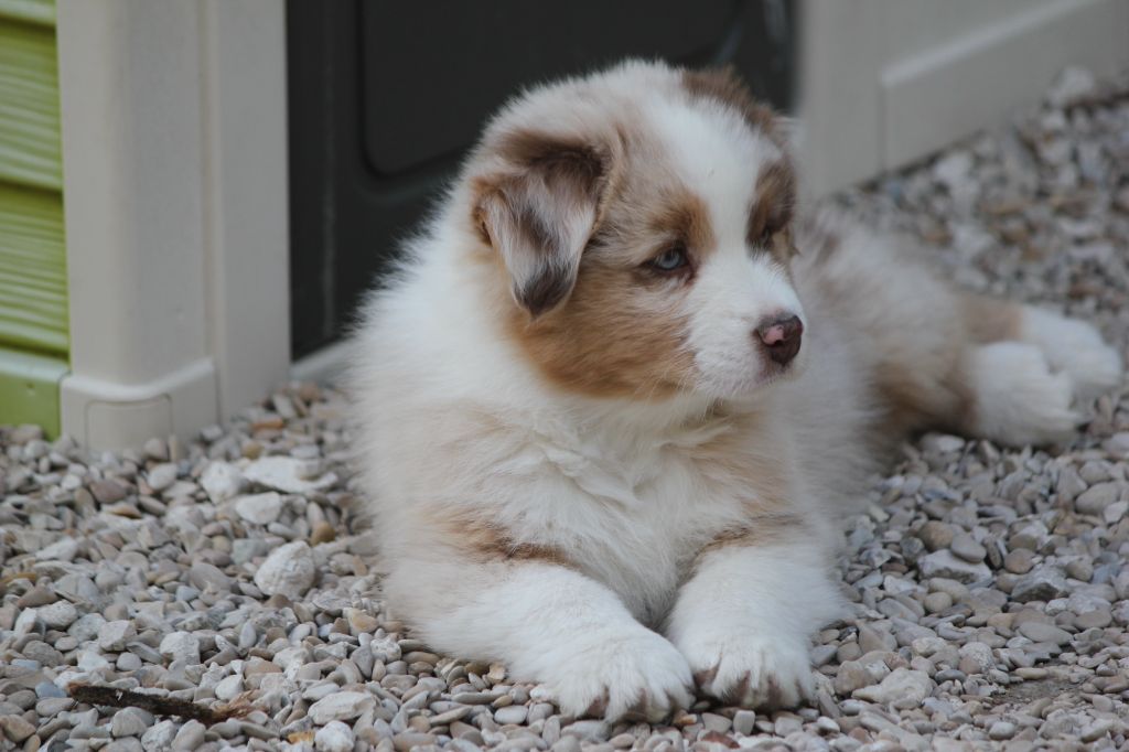 Des plaines du Montois - Chiots disponibles - Berger Australien