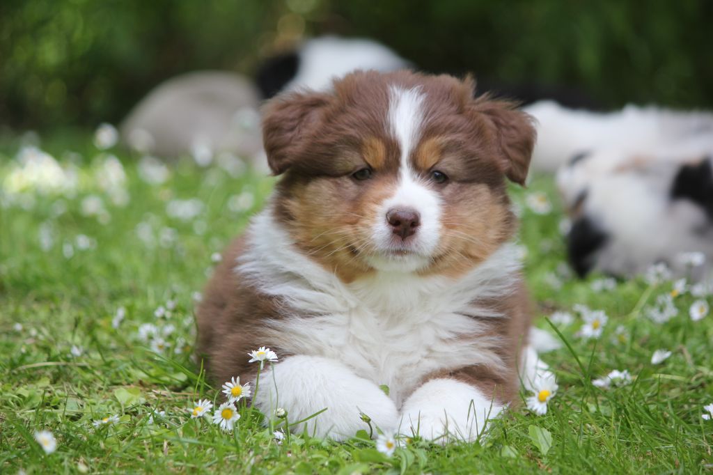 Des plaines du Montois - Chiots disponibles - Berger Australien