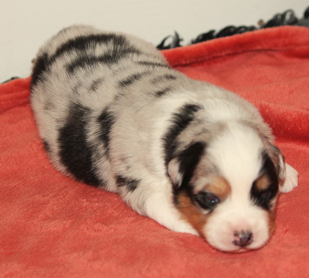 Des plaines du Montois - Chiots disponibles - Berger Australien