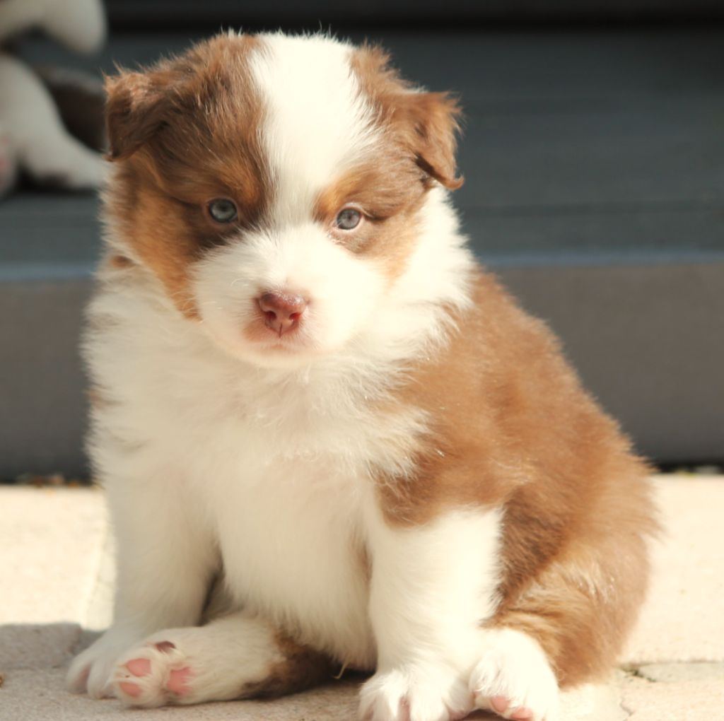 Des plaines du Montois - Chiots disponibles - Berger Australien