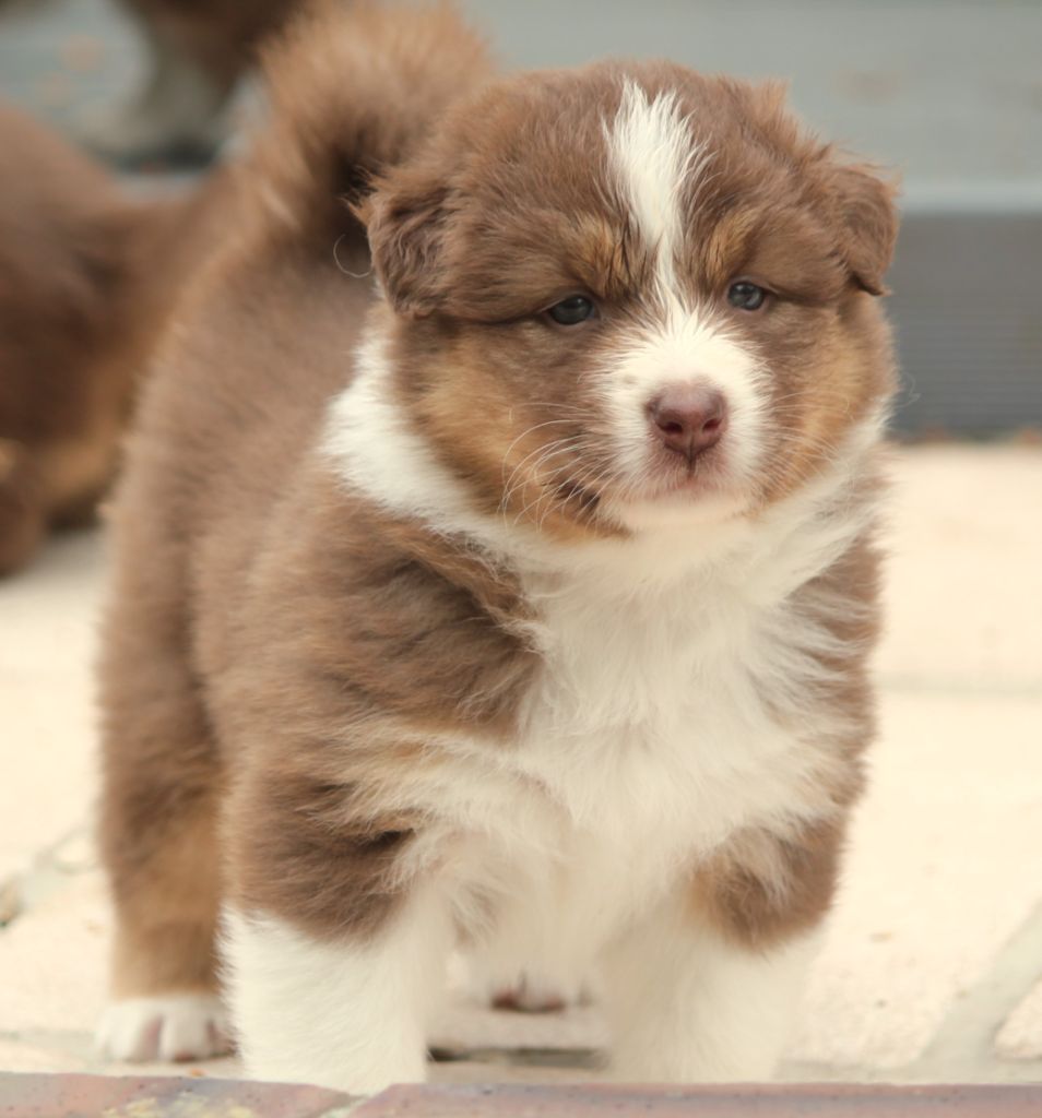 Des plaines du Montois - Chiots disponibles - Berger Australien
