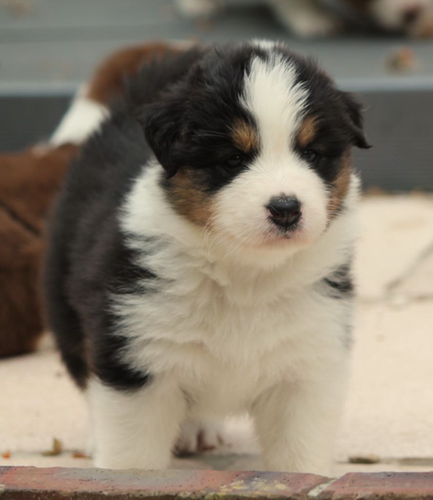Des plaines du Montois - Chiots disponibles - Berger Australien