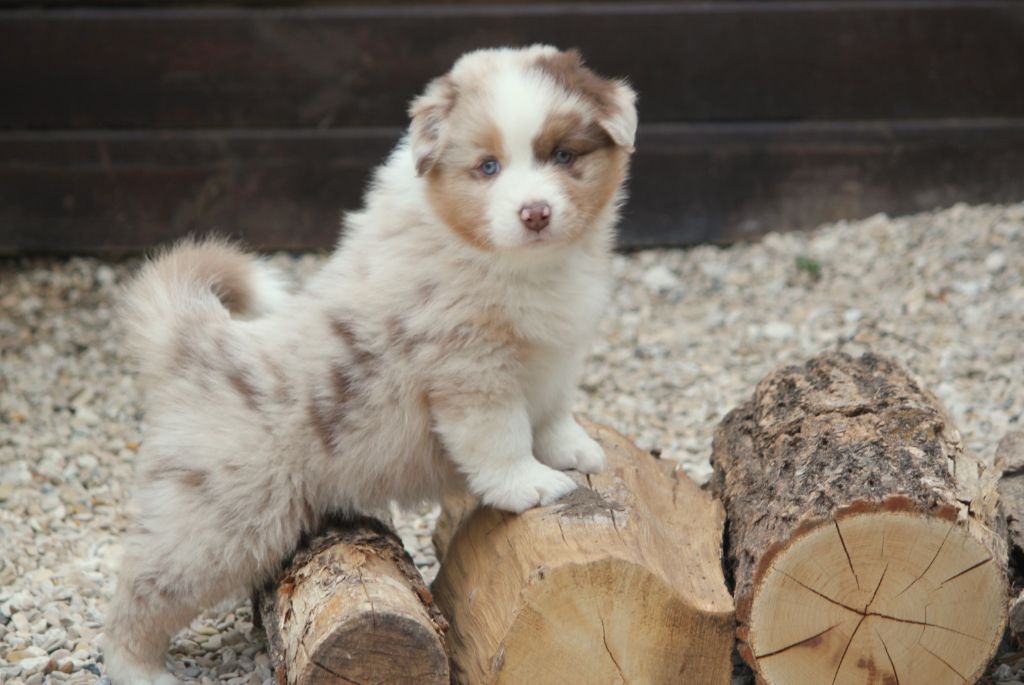 Des plaines du Montois - Chiots disponibles - Berger Australien