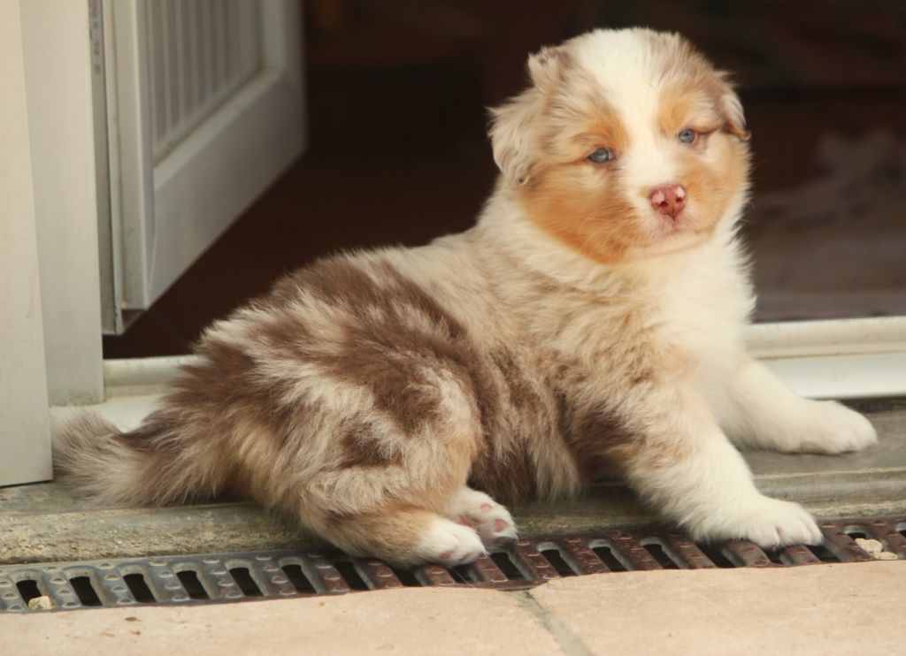 Des plaines du Montois - Chiots disponibles - Berger Australien